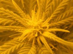 DSCF6376