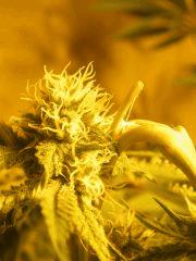 DSCF6164