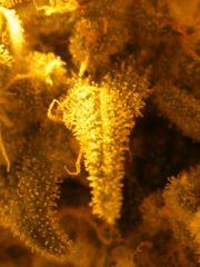 DSCF6176