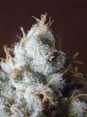 DSCF6207