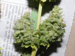 DSCF6836