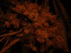 DSCF6201