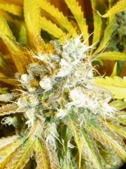 DSCF6042
