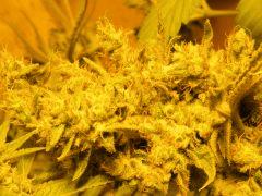 DSCF6169