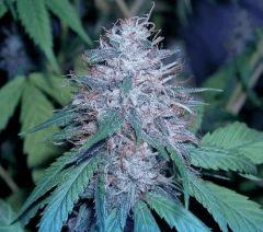 blue kush presentation