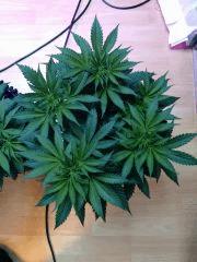 c37 Blue kush