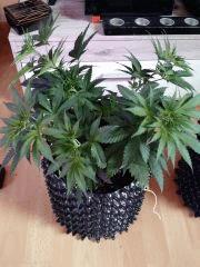 blue kush après palissage