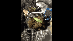 Blue Kush