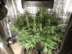 Lemon Skunk et Blue kush