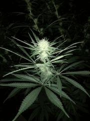 LemonSkunk