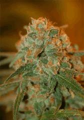 lemon skunk présentation