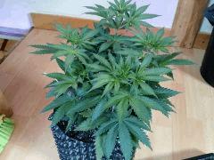 c37 Lemon