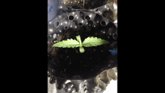 Lemon Skunk "A"