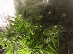 Blue Kush
