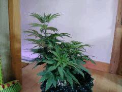 c37 Lemon