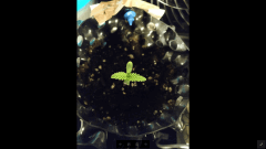 Lemon Skunk "B"