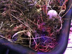 IMG 4747
