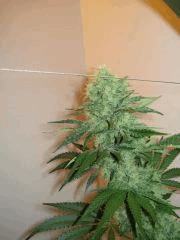 Jackberry F3 - Flo + 32