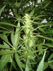 Jillybean Flo + 25/30
