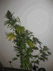 tangie