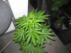 IMG 1335