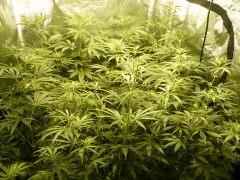 Spice/Diesel moonshine/Headbanger
