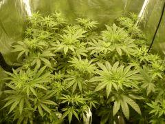 spice/headbanger/diesel moonshine Stretch