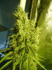 Diesel moonshine Mosca