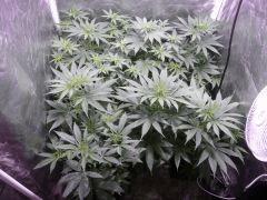 Pennywise/afghanOG/SativeDesRois  Stretch