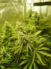 Headbanger Karma genetics