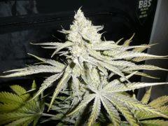 Pennywise purple indica phéno