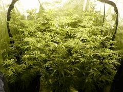 Spice/Diesel moonshine/Headbanger