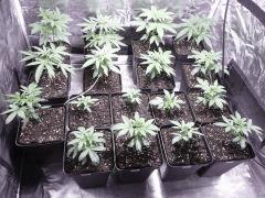 C+20 box droite headbanger team