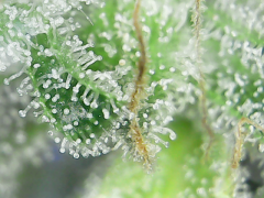 Tri tri diesel moonshine