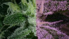 MACRO MELON GUM #1