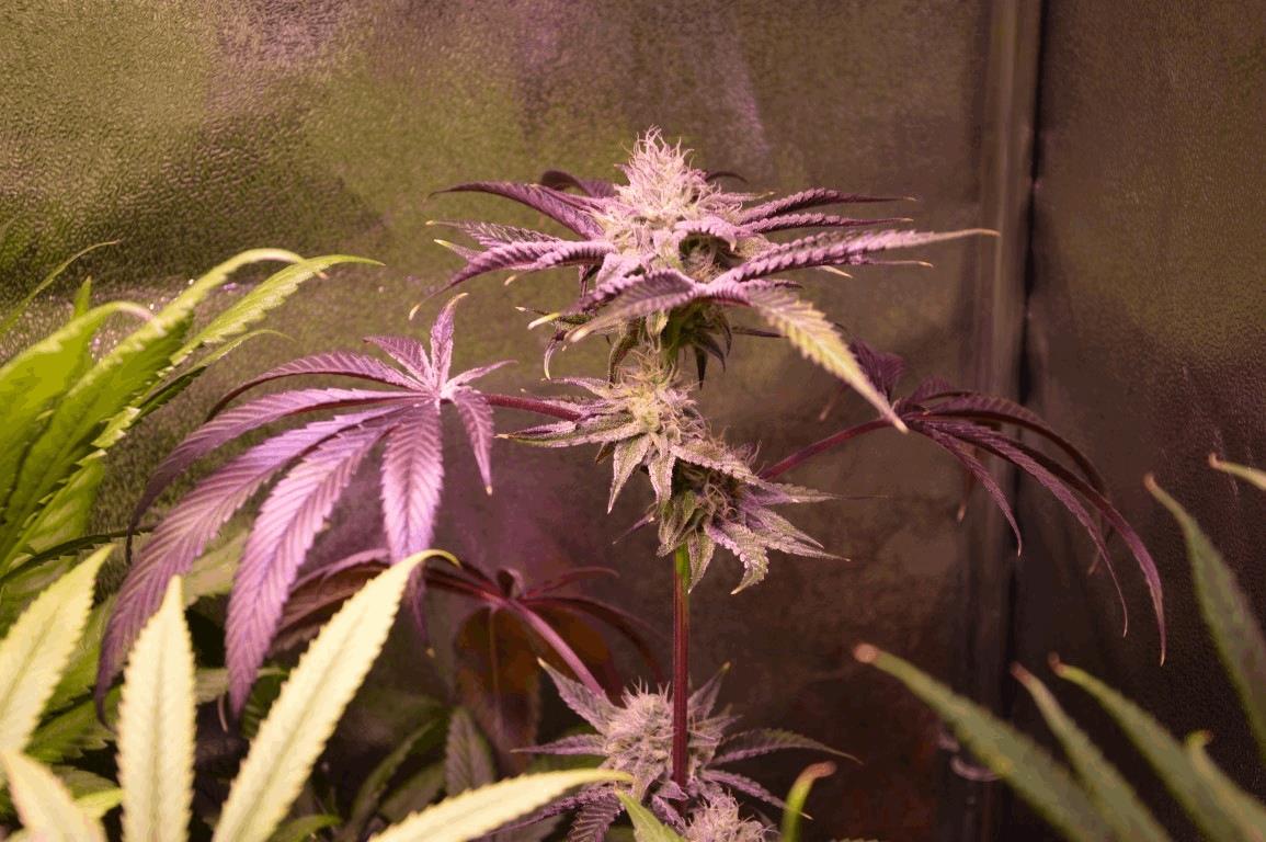 Strain Test