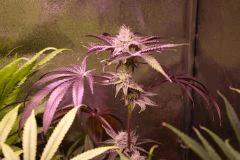 Strain Test