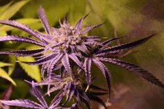 Barney Pineapple Chunk II