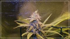 FLO +50 strawberry banana 1