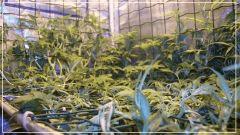 STRETCH +10 scrog Vue De droite