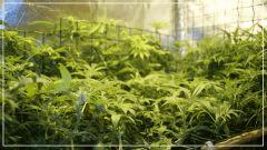 F +20 j'aime Le scrog 2