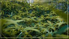 F +20 j'aime Le scrog 5