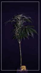 F +20 double gum#1 A