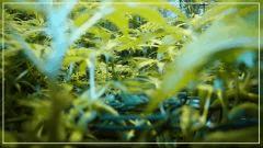 F +20 j'aime Le scrog 6