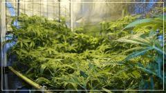 F +20 j'aime Le scrog 3