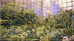STRETCH +10 scrog Vue De gauche