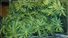 F +20 j'aime Le scrog 4