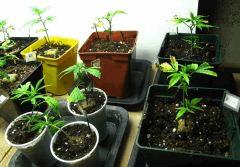 Nursery 43J 01