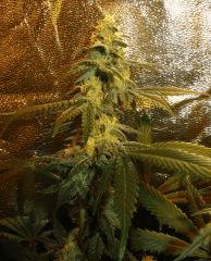 jack 43j 01