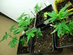 Nursery 43J 02